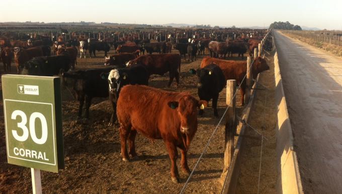 Dura crítica de los feedlots a Massa. Es llamativo que desconozca los daños a la producción primaria