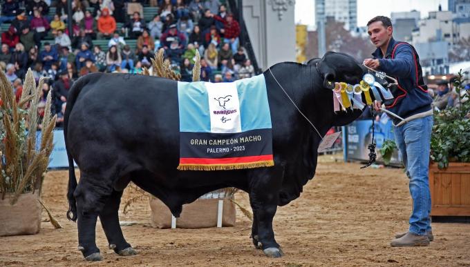 En la tierra de los cabritos, los Brangus también tienen un porvenir