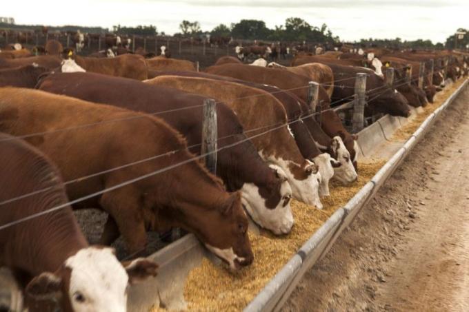 Mesa de carnes: La nueva medida es un mazazo a la producción