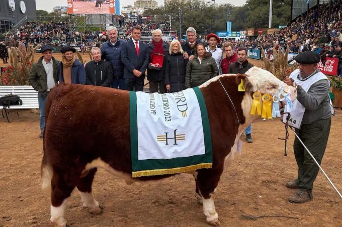 Hereford y Angus se lucieron en la pista central con sus mejores animales