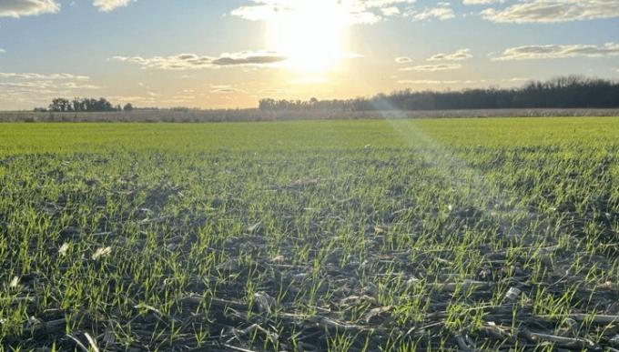 El trigo, iluminado: con la siembra casi terminada, 90% del área está entre normal y excelente