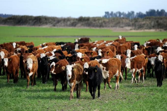 Suba de la carne. La hacienda sigue hasta un 30% por debajo de la inflación y frente a otra olla a presión