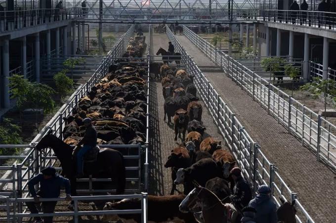 Llamativa visita oficial al Mercado Agroganadero de Cañuelas tras la suba de la carne al público