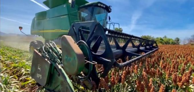 Con bajos rindes, la cosecha de sorgo entró en su tramo final