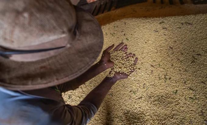 Por primera vez en 26 años, Brasil desplaza a Argentina del primer lugar en las exportaciones de harina de soja