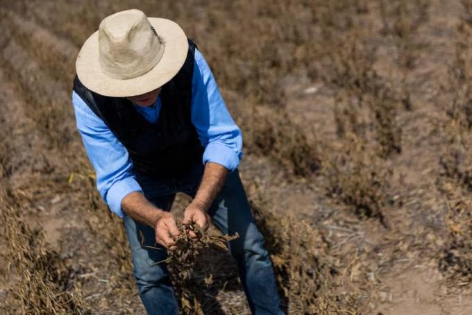 Negocio por negocio: cómo está la rentabilidad de las empresas del agro y cuál es el desafío que se viene