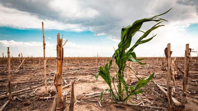 El Niño no arranca. Otra vez fallaron las lluvias en una amplia zona y los productores dicen que están agotados