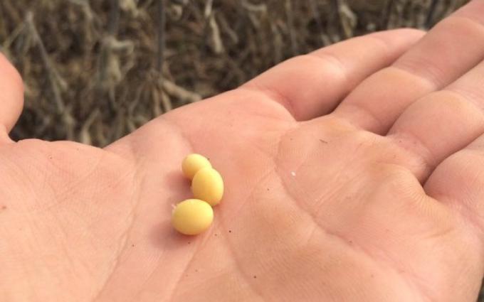 La industria aceitera argentina va camino a enfrentar una de las situaciones más complejas y difíciles de su historia