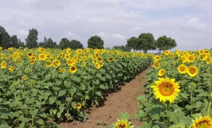 Girasol. La humedad impacta en la campaña del norte y se retrasa la siembra en áreas claves