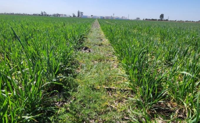 ProRindes muestra que el cultivo de trigo va camino a repetir otra mala campaña en algunas zonas productivas