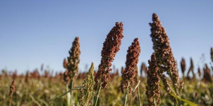 Finalizó la cosecha argentina de sorgo con un rendimiento promedio nacional de 29,6 qq/ha