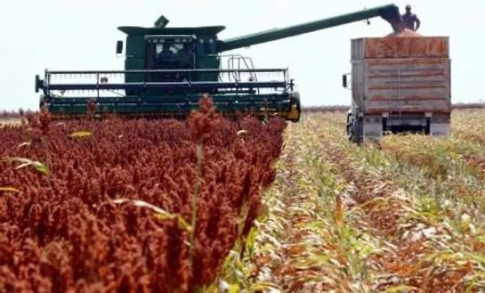 Culminó la cosecha de sorgo con 1 millón de toneladas  menos que el año pasado