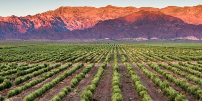 La industria olivícola argentina está experimentando un gran momento comercial gracias al incendio del precio internacional del aceite de oliva