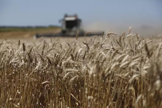 El mercado del trigo sigue altamente dependiente del clima y de Brasil