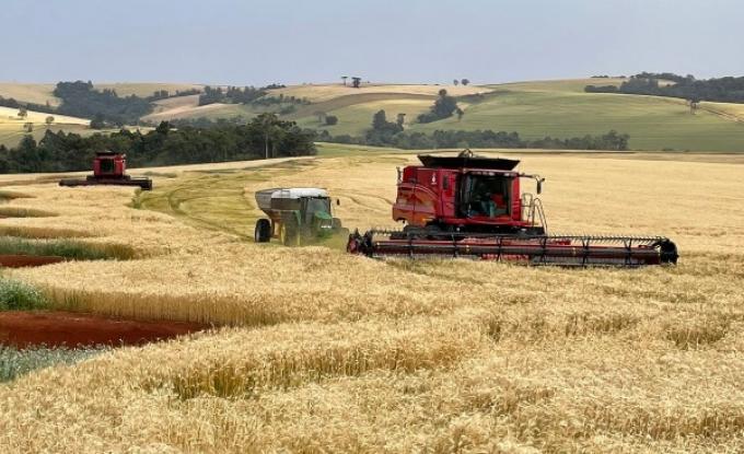 Brasil cosechará más trigo del esperado y ajusta a la baja las necesidades de importación del cereal