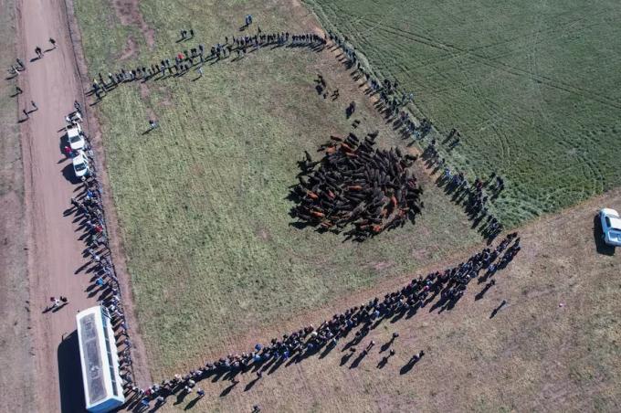 En el oeste bonaerense una empresa tiene la llave para producir carne con todo en campos bajos