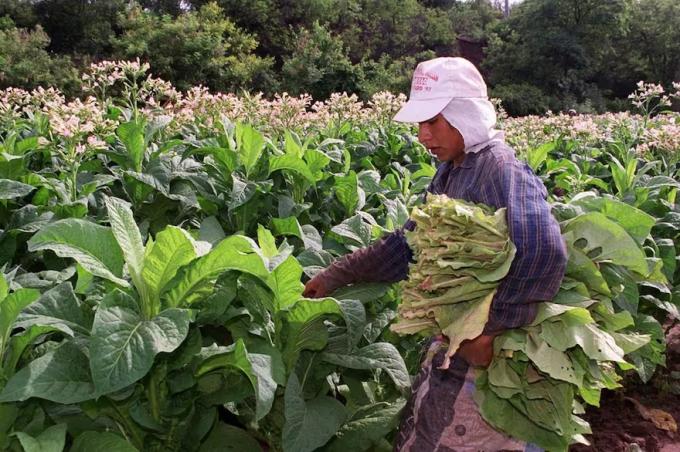 Inexplicable. Productores tabacaleros advierten que más de 13.000 empleos están en riesgo por la falta de pago de un impuesto