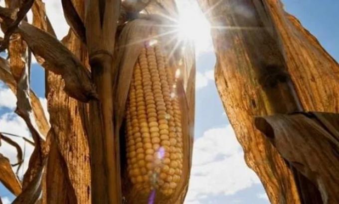 La estrella del maíz tiene un mar de oportunidades hacia adelante