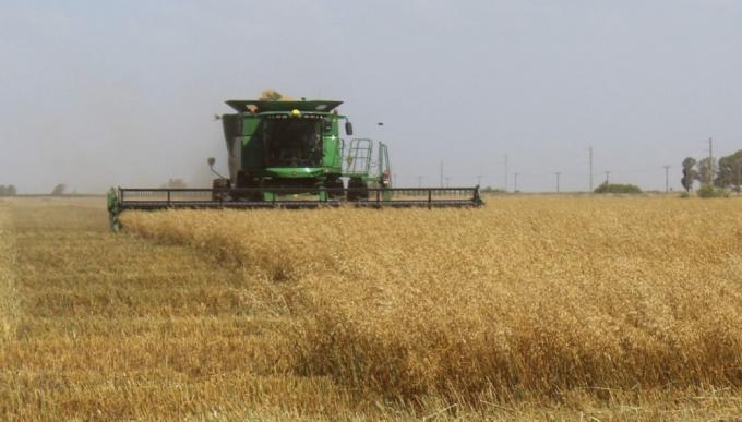 Las lluvias aún no alcanzan y el trigo ya viene con 600.000 toneladas menos