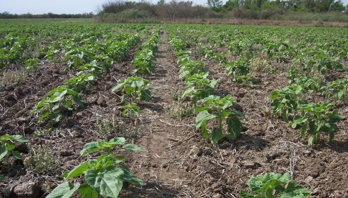 Advierten por una fuerte demora en la siembra de girasol