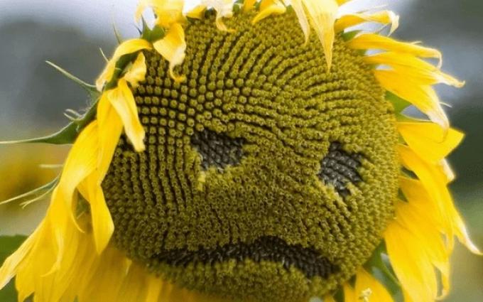 El Niño se hace esperar: Ajustan la superficie prevista de girasol argentino a causa de la falta de humedad