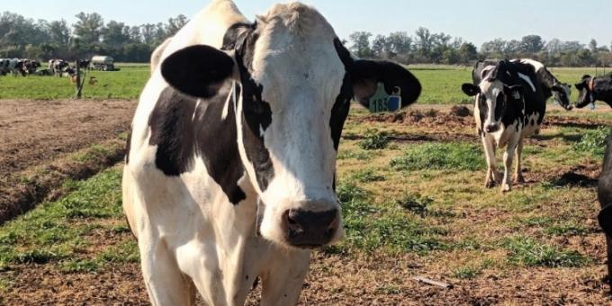 La vaca que está sola y espera: Massa anunció medidas por la crisis lechera, pero todavía no hay detalles ni garantías de que vayan a aplicarse.