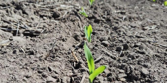 De tanto esperar al Niño ya ingresó a la facultad: Otro recorte al área de girasol y la siembra de maíz temprano comprometida