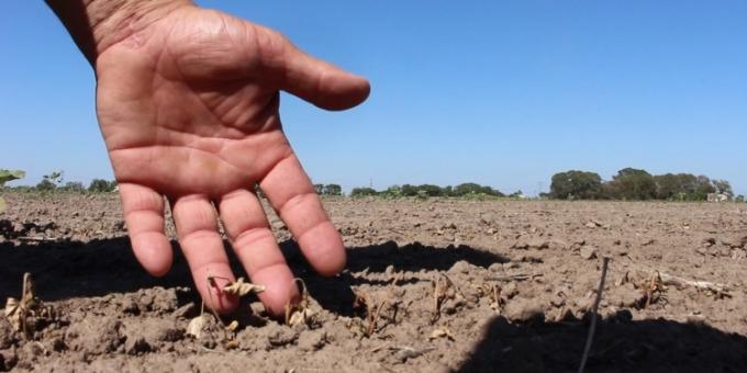 Se enfrían los precios de los fertilizantes a causa de la incertidumbre climática presente en el sector oeste del país