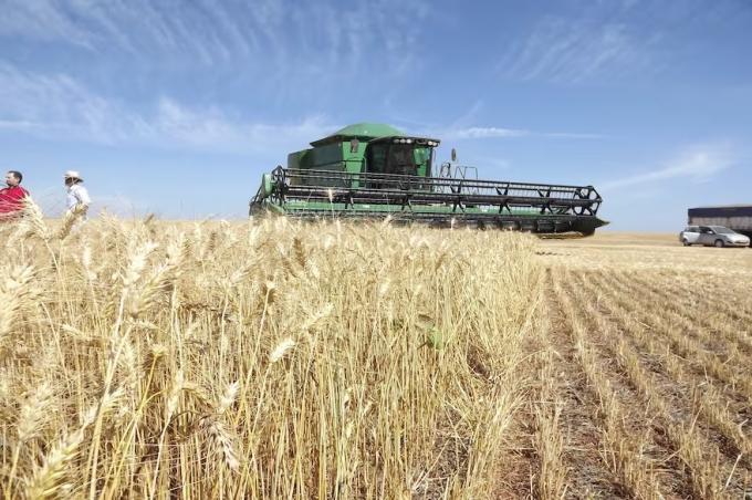 Un grupo argentino compró una empresa de trigo de Brasil y prepara una expansión en EE.UU., Canadá y Europa