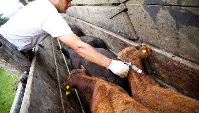 Se inició la segunda campaña de vacunación contra la Fiebre aftosa y Brucelosis bovina