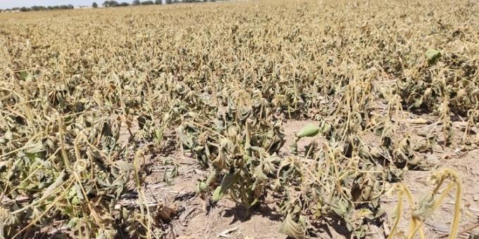 La sequía no da tregua. La Comisión de Enlace Córdoba le pidió a Sergio Massa la urgente homologación de la emergencia agropecuaria