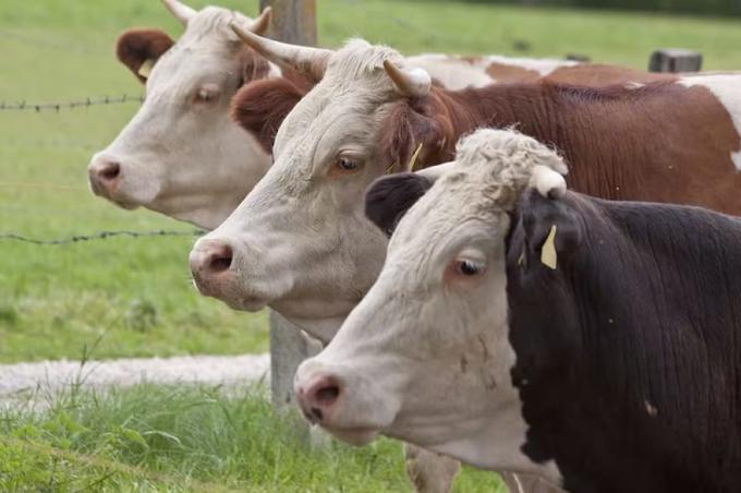 Alerta roja. Se detectó una faena de vacas similar a uno de los peores momentos en el país