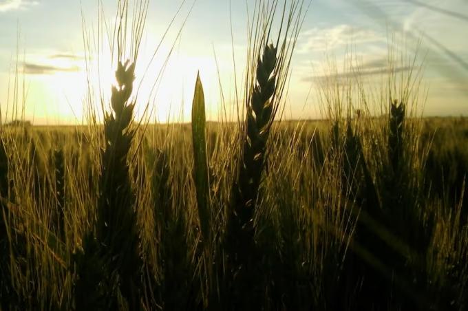 La caída de la producción de trigo en Australia podría brindarle una chance de repunte a los precios del cereal