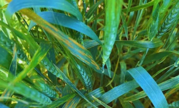 Alertan por el avance de enfermedades foliares en trigo y cebada: pautas para el control