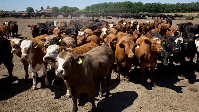 Crónicas robadas: El INTA alertó que el 52% de las vacas de la Cuenca del Salado posee un estado corporal simular al registrado durante la seca de 2008/09.