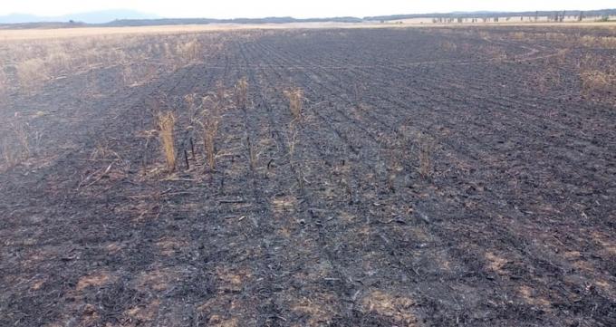 “Zona liberada”: un impresionante incendio arrasó un campo y dejó millonarias pérdidas