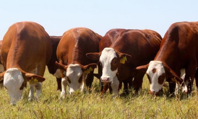 “El pasto y las vacas son como nuestros granos y cosechadoras; hay que pensar la ganadería como se piensa la agricultura”, dice Fernando Canosa, que lanzó un “Radar pastoril”.