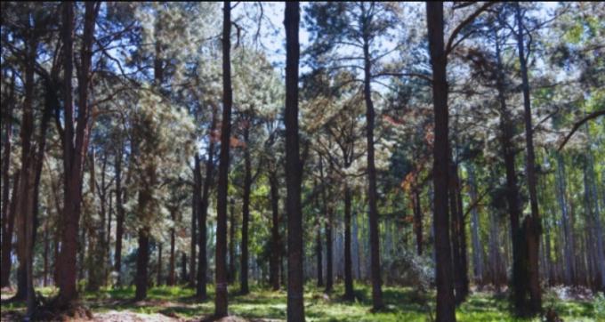 Desde INTA impulsan la conservación de recursos genéticos para la producción de resina