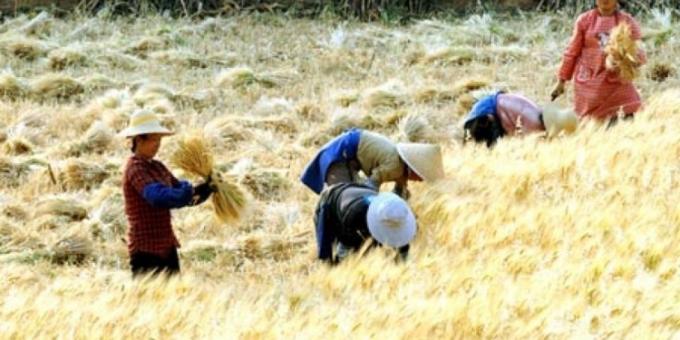 China firmó las reglas sanitarias para que la Argentina le pueda exportar trigo. Será posible hacer ese negocio