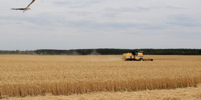 Ya ingresaron al mercado argentino más de 500.000 toneladas de la nueva cosecha de trigo y muchos lo están haciendo caja