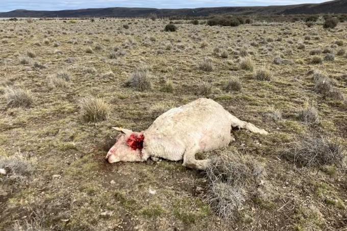 La silenciosa batalla que los guanacos y los pumas les están ganando a las ovejas