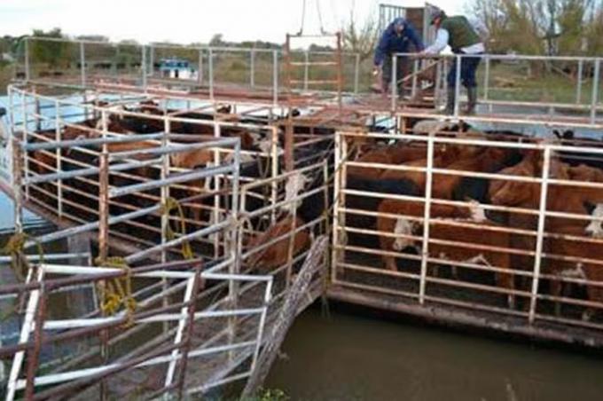 De la sequía a la inundación. Evacúan hacienda de las islas por temor a una crecida del río Paraná