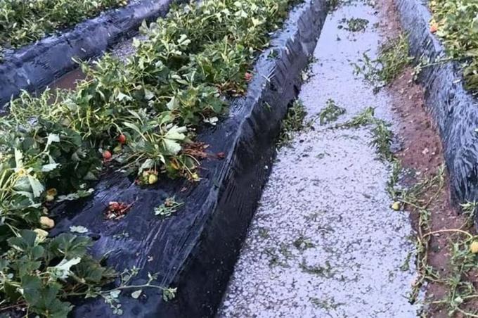 Nunca se vio tan grande. Se perdieron 1,4 millones de kilos de frutillas por un devastador granizo