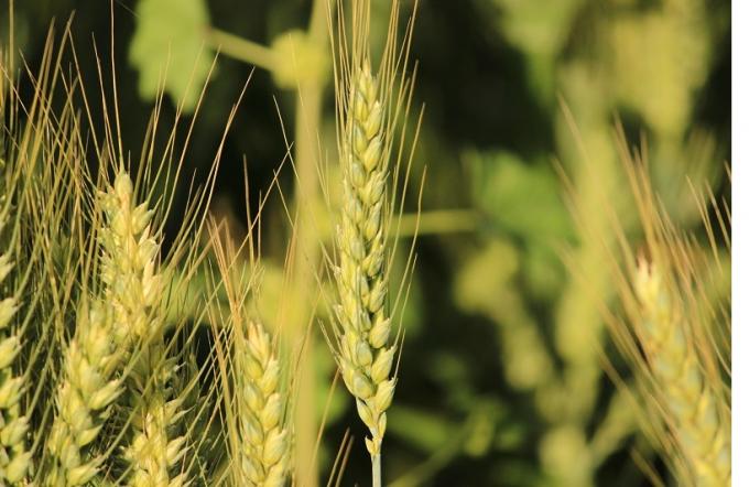 Las heladas podrían impactar en la proyección de cosecha de cebada