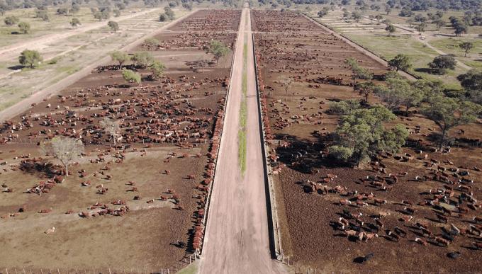 Desde el norte de Córdoba, el maíz y los efluentes pecuarios ya generan luz para 1.000 hogares