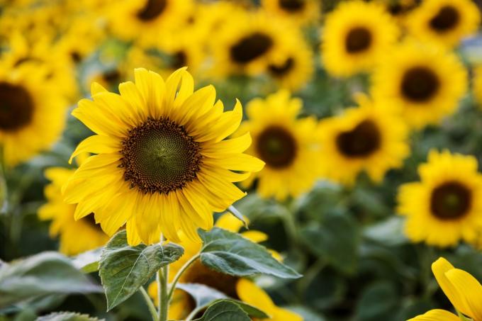 CARBAP busca transparentar la comercialización del Girasol