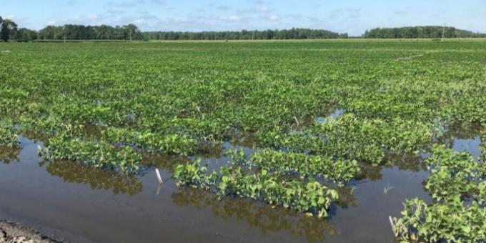 EE.UU Investigadores del USDA lograron desarrollar un cultivar de soja tolerante a anegamientos