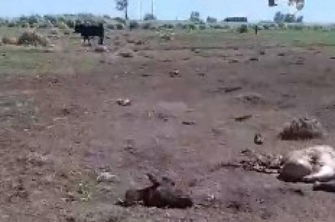 Tierra de nadie. Entraron a su campo y le mataron a tiros siete vacas