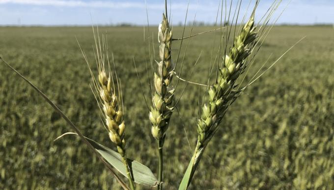  El trigo y la cebada encontraron otro enemigo climático en las heladas