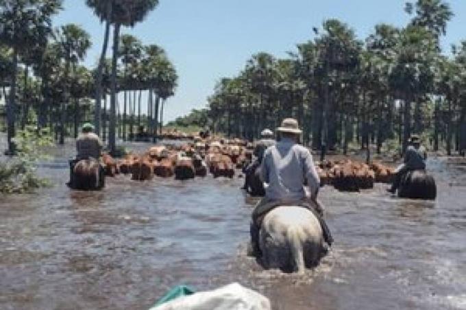 Por la crecida del río, en Santa Fe sacaron de urgencia a miles de vacas que estaban en las islas